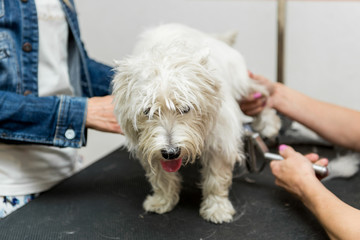 Dog West Highland White Terrier Grooming