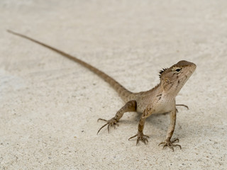 chameleon