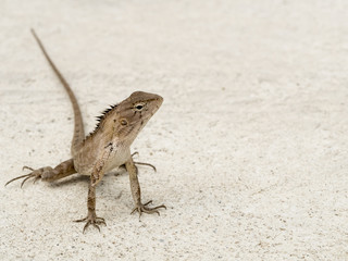 chameleon