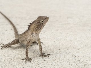 chameleon