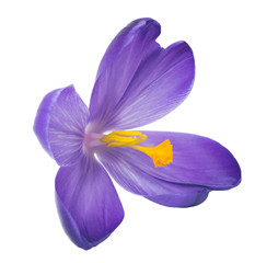 Close up of saffron flowers isolated on white background