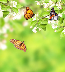Fototapeta na wymiar Flowers of apple and monarch butterflies