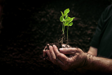 Young plant on soil in a hand of an farmer