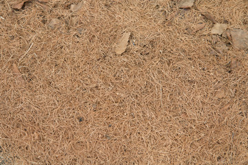 texture of pine needles