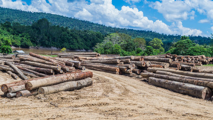 log yard of peeled tropical rain forest hardwood, Borneo, Indonesia. forestry and industrial background