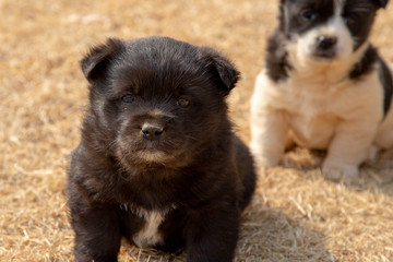 Young puppies in the countryside 