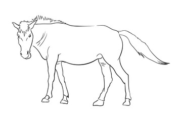 Sketch line of a horse on a white background