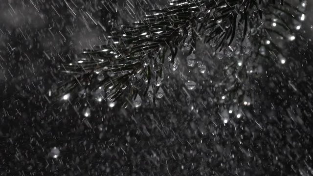 Sparkling fir branches with frozen icicles under heavy rain against dark background in slow motion. Epic vivid scene of wet forest with raindrops. Great view of peaceful nature.
