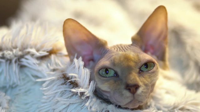 Sleepy Canadian Sphynx cat relaxing