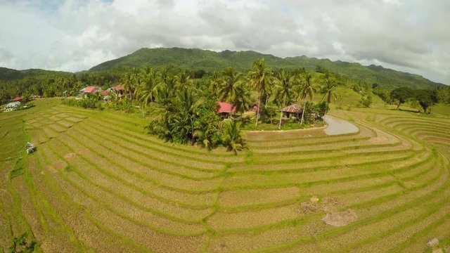 Rice fields of the Philippines. The island of Bohol. Filipino village with houses.