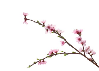 Fruit flowers blooming with twig isolated on white, with clipping path