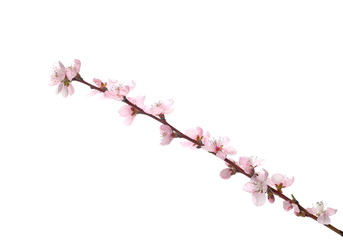 Fruit flowers blooming with twig isolated on white, with clipping path