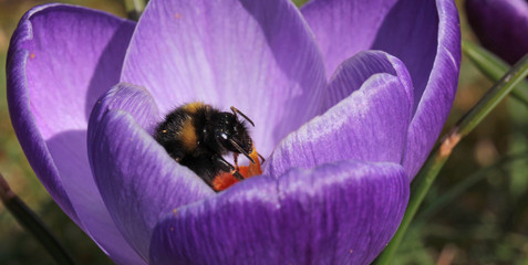 bumblebee inside crocus