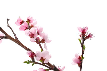 Fruit flowers blooming with twig isolated on white, with clipping path