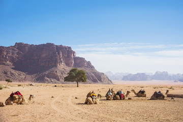 Fototapeta na wymiar Wadi Ram desert. Jordan landscape
