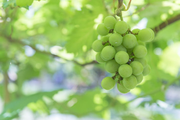 Green grape at farm, Thailand.