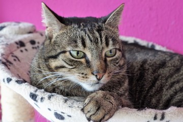 Tigerkatze auf dem Katzenbaum 