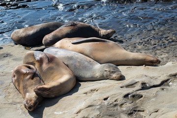 Sea lions sleeping with family.