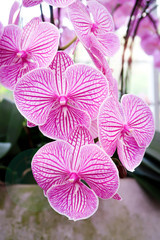 Phalaenopsis orchid in the garden