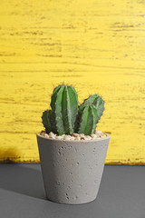 Beautiful cactus on table against color background