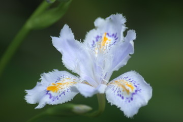 Obraz premium シャガの花