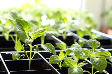 Young grown in a box of pepper seedlings with water drops on the leaves against the window.