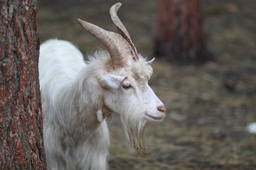 A white goat in a mini-zoo at an agritourism farm © Bratkowa