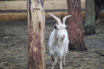 A white goat in a mini-zoo at an agritourism farm