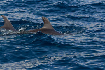 Dolphins playing in the ocean along the boat in Tenerife, Canary Islands