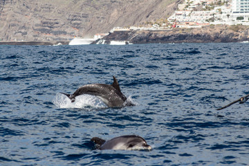 Obraz premium Dolphins playing in the ocean along the boat in Tenerife, Canary Islands