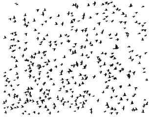 Flight of birds.