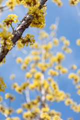 Cornus officinalis in full bloom