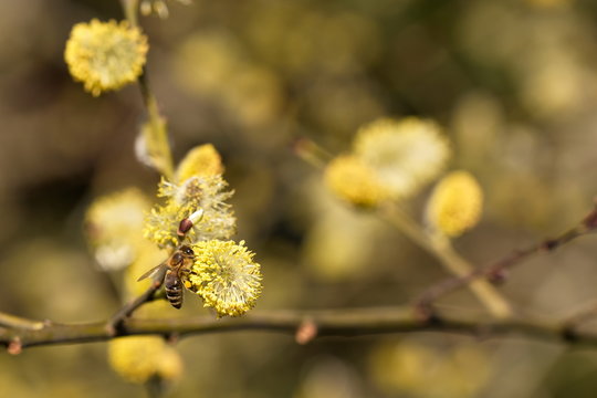 Salix caprea - closeup of yellow blossoms on branches of a pussy willow and a collecting busy bee
