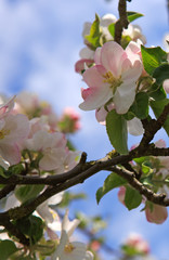 Apple tree branch isolated on blue sky background.