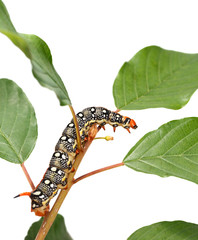 Hornworm caterpillar on tree twig
