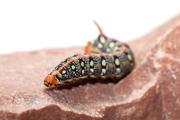 Hornworm on rock