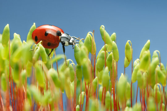 Ladybird walking on moss top