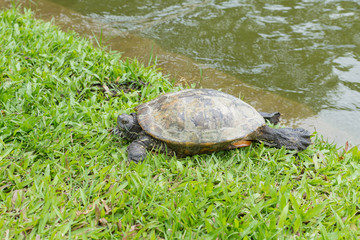 Fototapeta premium カメ・歩く・緑・水・生物