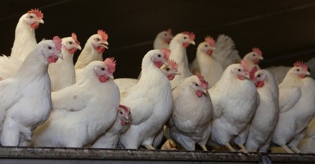 Free range chicken. Poultry. Stable. Netherlands