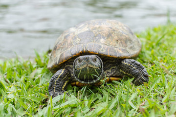 カメ・歩く・緑・水・生物