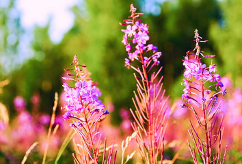 Bright pink wild flowers . Summer landscape.