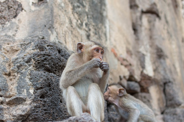 猿・遺跡・ロッブリー・タイ・家族