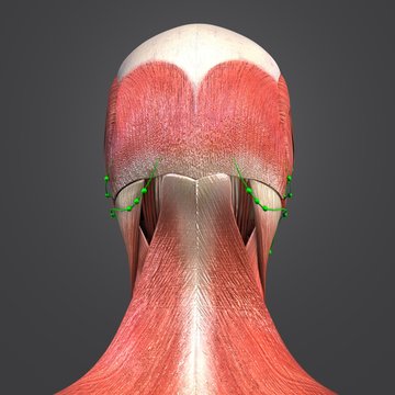 Head Muscles with Lymph nodes