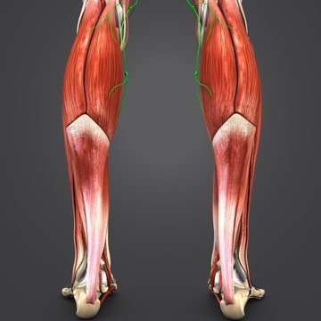 Muscles of Leg with Lymhhnodes Posterior view