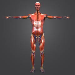 Human Muscular Anatomy with Circulatory System and Nerves Anterior view