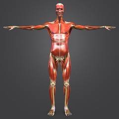 Human Muscular and Skeletal Anatomy with Nerves Anterior view