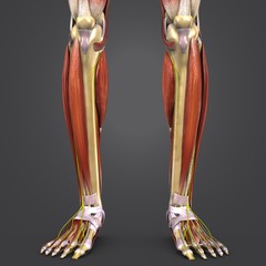 Leg Muscles and Bones with Nerves