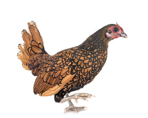 golden Sebright chicken