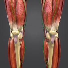 Lower Limbs with Lymphnodes Anterioe view.