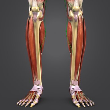 Leg Muscles and Bones with Lymph nodes